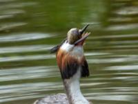 Haubentaucher verschlingt Fisch